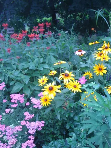 Red Bee Balm, Pink Yarrow, Echinacea, Roses and Rudbeckia growing in the front garden.