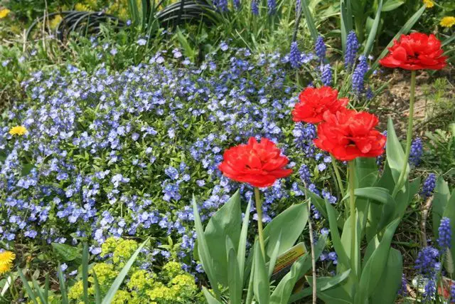 red tulips