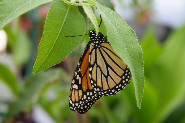 Monarch Butterfly