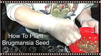 'Video thumbnail for How To Plant Brugmansia Seeds - Sheri Ann Richerson'
