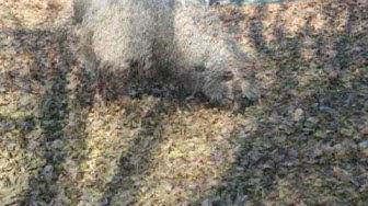 'Video thumbnail for Exotic Gardening Farms & Wildlife Habitat November 2009'