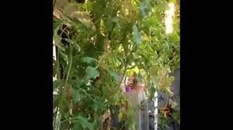 'Video thumbnail for Exotic Gardening Farm Aquaponic Set Up - Sheri Ann Richerson ExperimentalHomesteader.com'