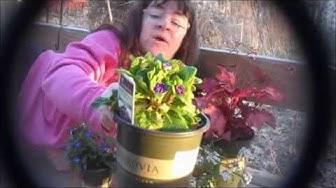 'Video thumbnail for Connecting To The Earth With Monrovia Plants Sheri Ann Richerson ExperimentalHomesteader.com'
