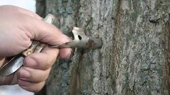 'Video thumbnail for Tapping A Maple Tree - Sheri Ann Richerson ExperimentalHomesteader.com'
