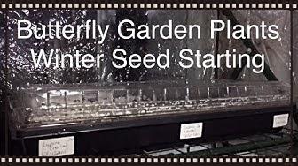 'Video thumbnail for Winter Seed Starting For Butterfly Garden Plants'