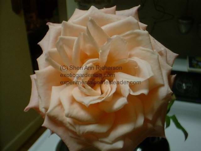 1st Rose 2005