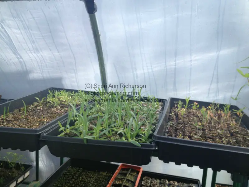 Greenhouse Seedlings 2013