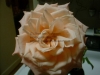 1st Rose 2005