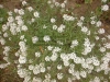 Alyssum