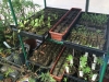 Greenhouse Seedlings 2013 - 2