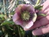 Hellebore