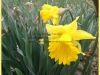 Daffodils In Bloom