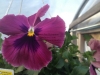 Pansy