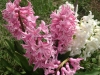 Hyacinth