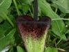 Arum dioscoridis var. cyprium