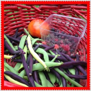 Tomatoes, raspberries and green beans in a red basket.