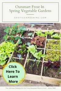 Vegetable plants growing in a square foot garden box.