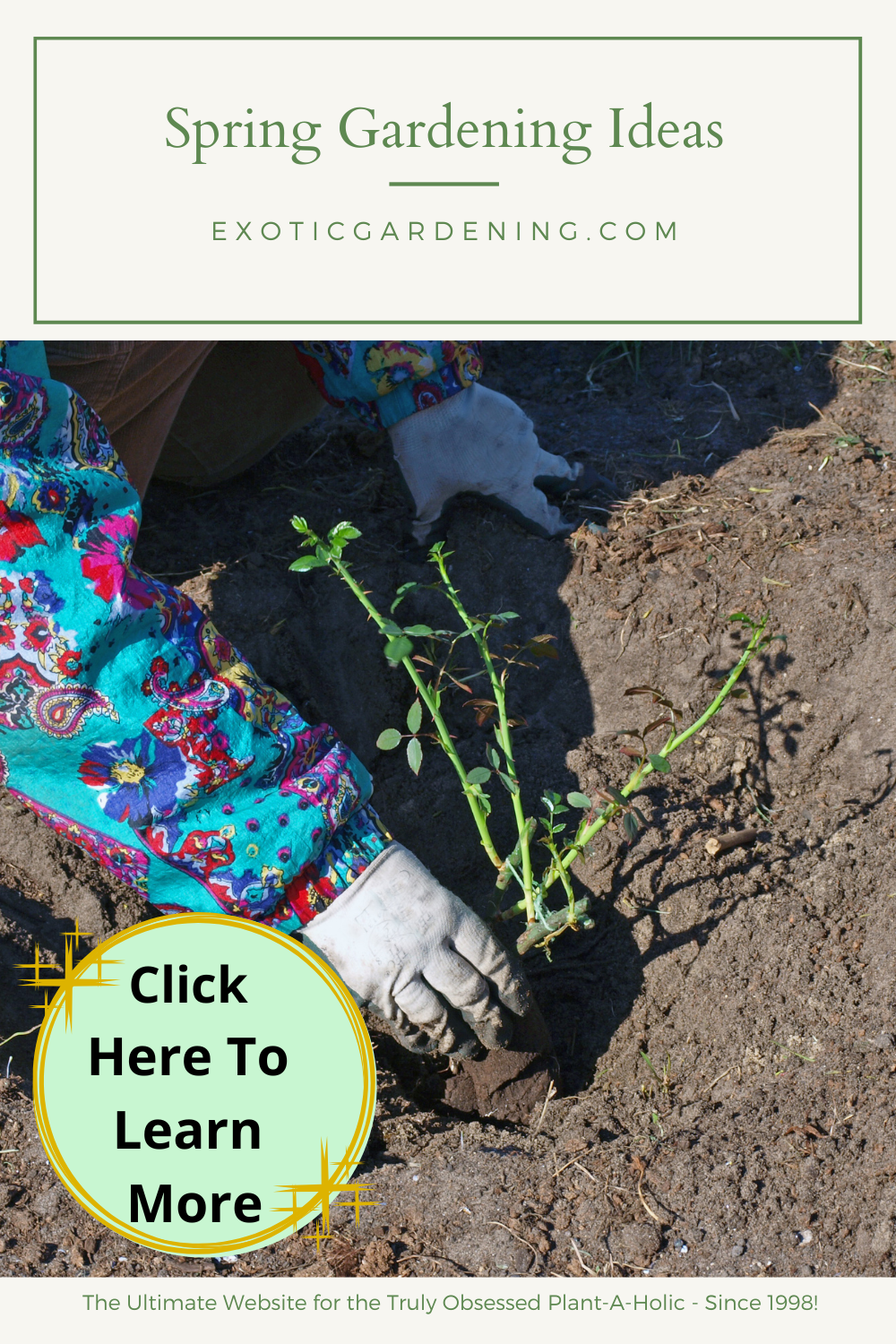 Someone planting a rose bush.