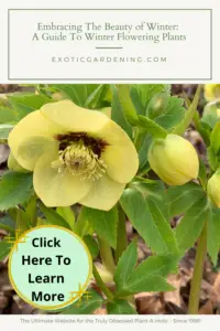 Yellow hellebore in bloom.