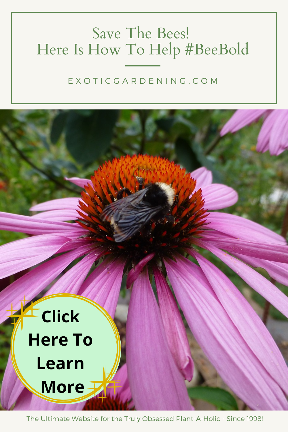 A bee on a coneflower.