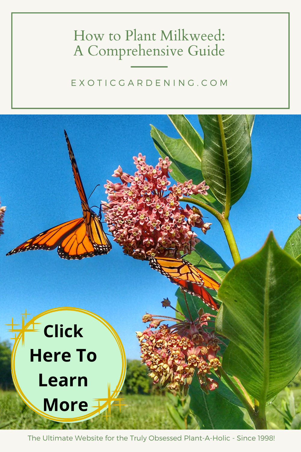 A Monarch butterfly sipping nectar from a milkweed in bloom.