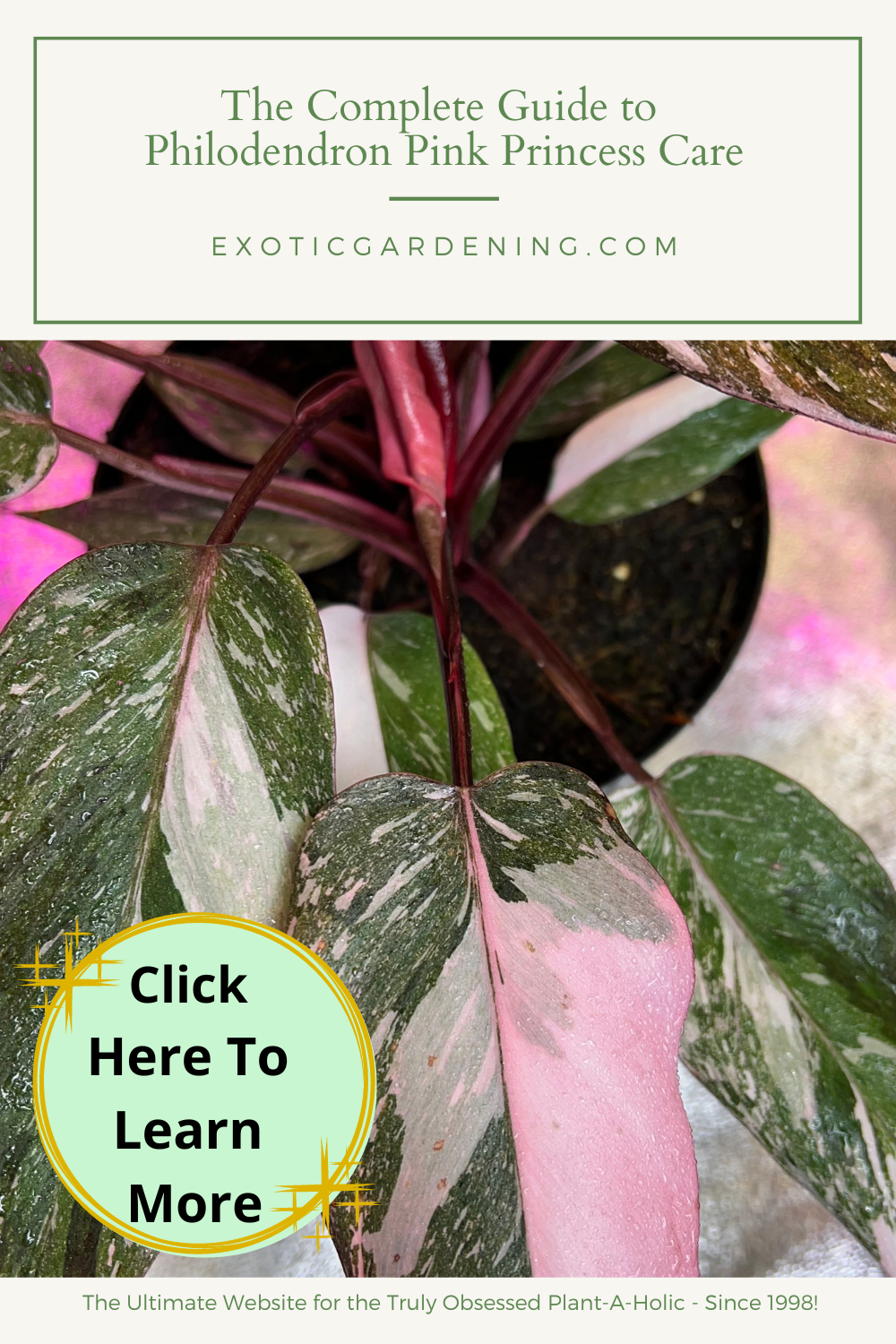 The leaves of a highly variegated Philodendron Pink Princess plant growing in a pot.