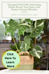 Monstera Thai Constellation in a rope basket sitting on a table in a home.