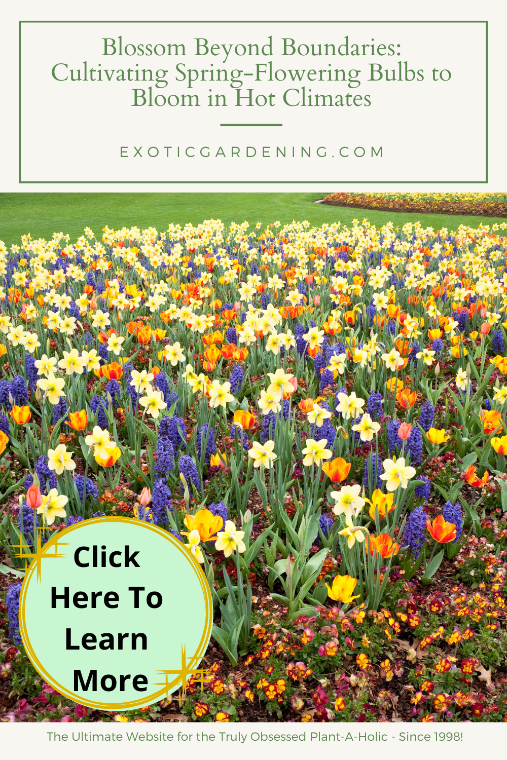 Hyacinth, daffodils and tulips in bloom in a garden.