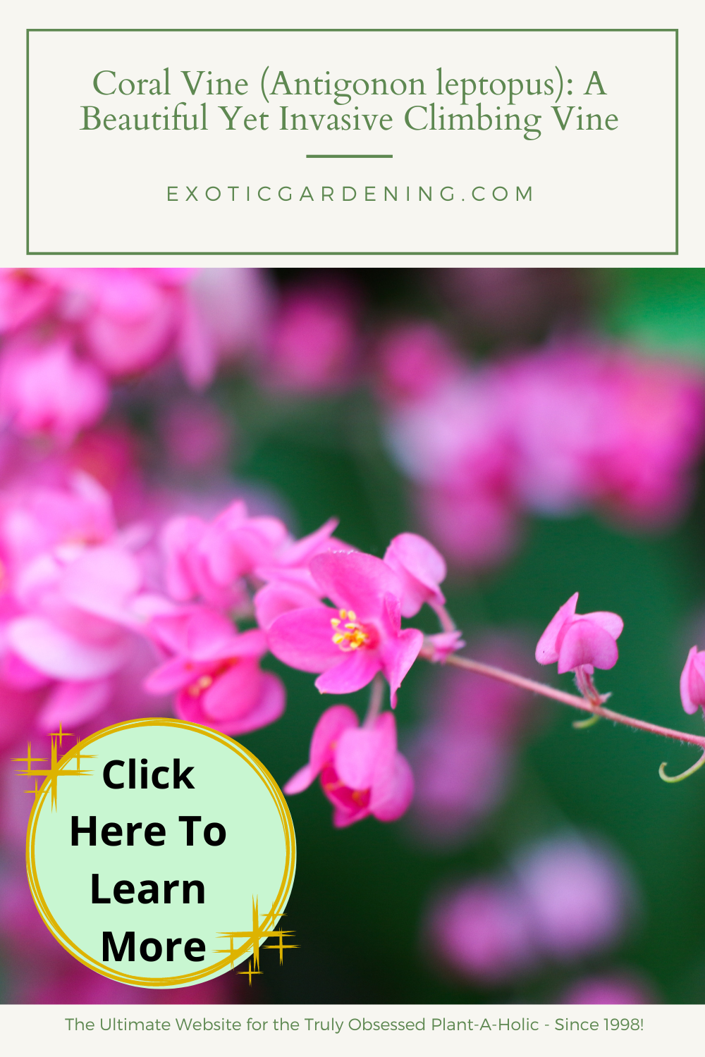 Coral Vine (Antigonon leptopus) in bloom.