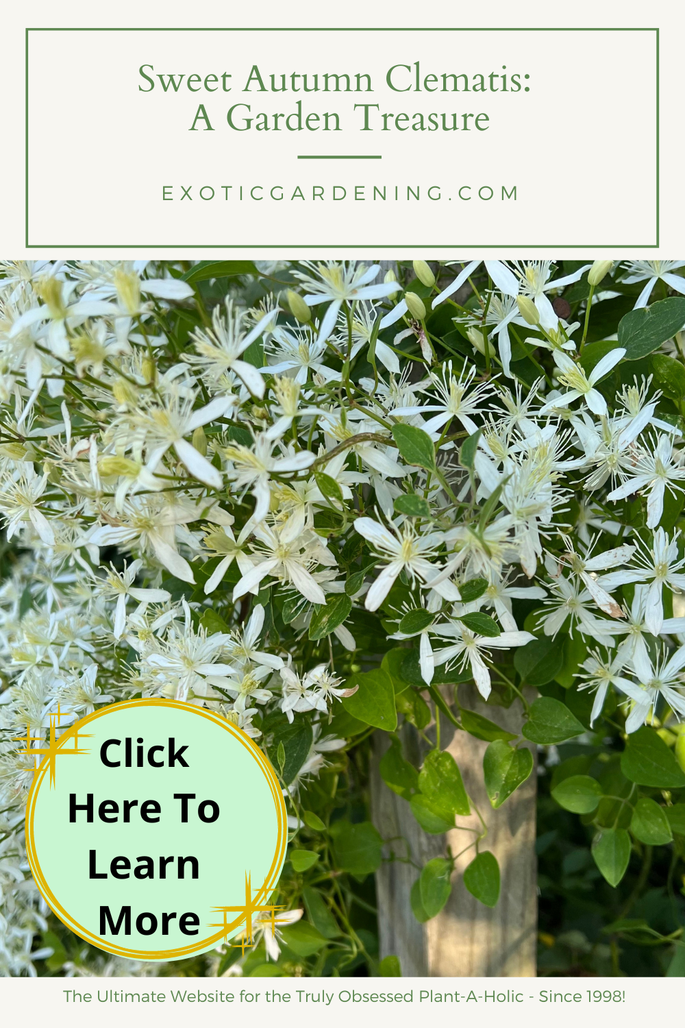 Sweet Autumn Clematis in bloom.