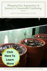 My aquaponic tanks with rocks at the beginning of the setup.