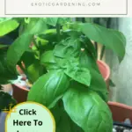 Sweet basil flourishing in my aquaponic setup.