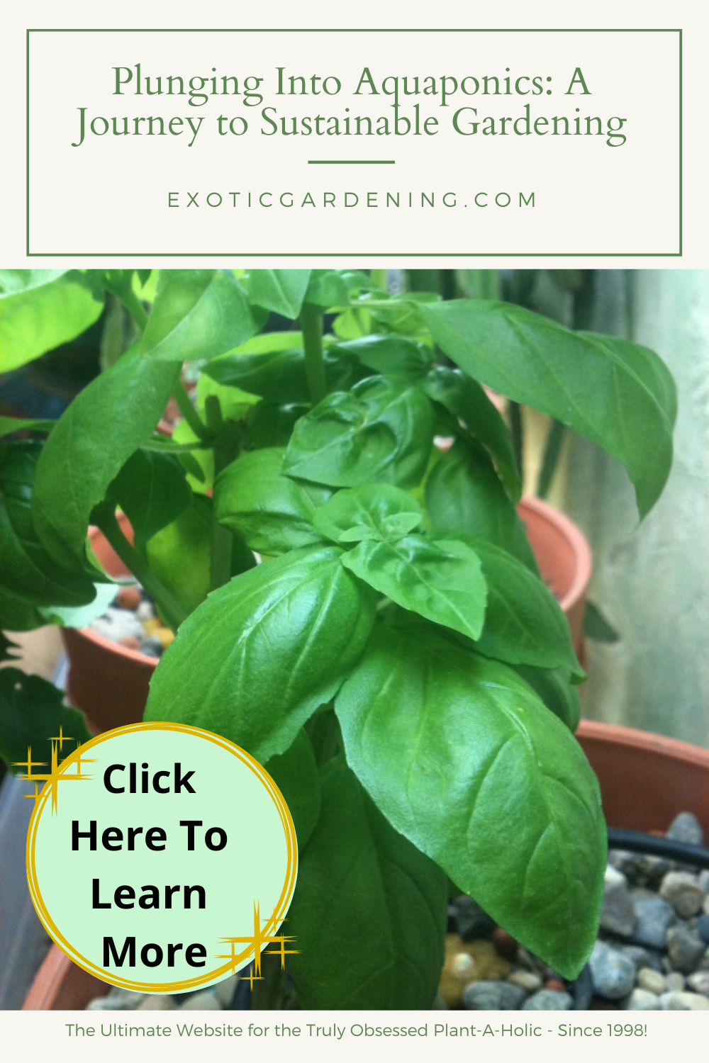 Sweet basil flourishing in my aquaponic setup.