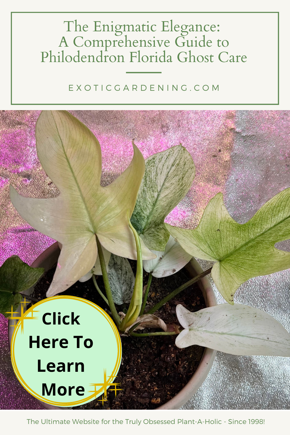 Philodendron Florida Ghost