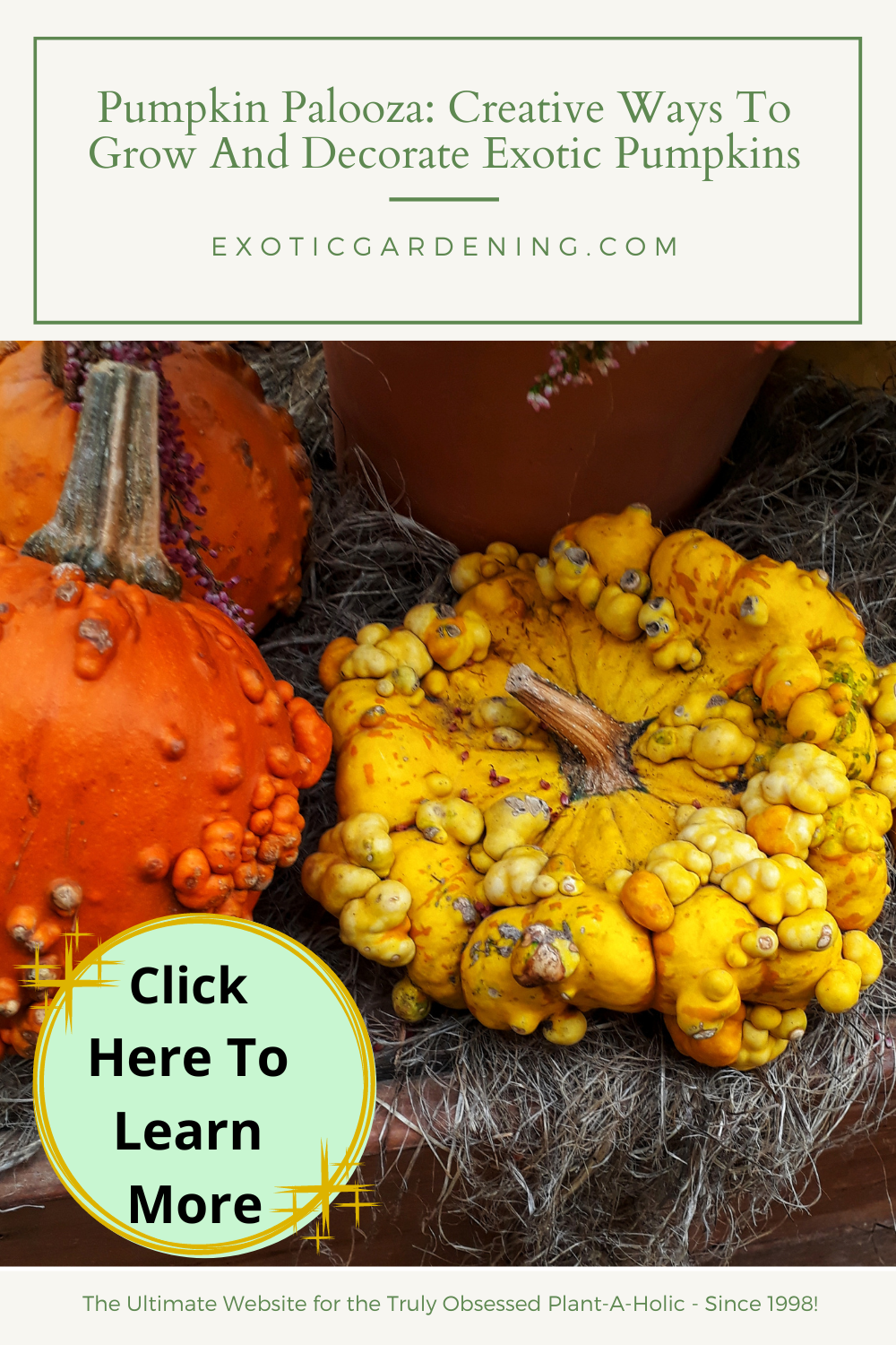 Warty pumpkins