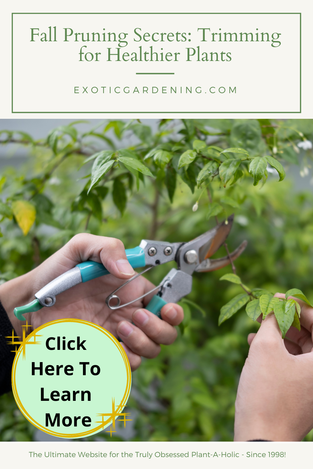 Trimming up a tree with hand pruners.