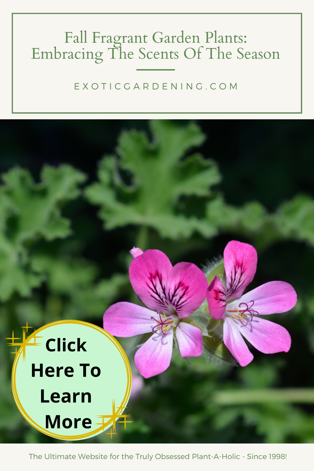 Scented geranium in bloom.