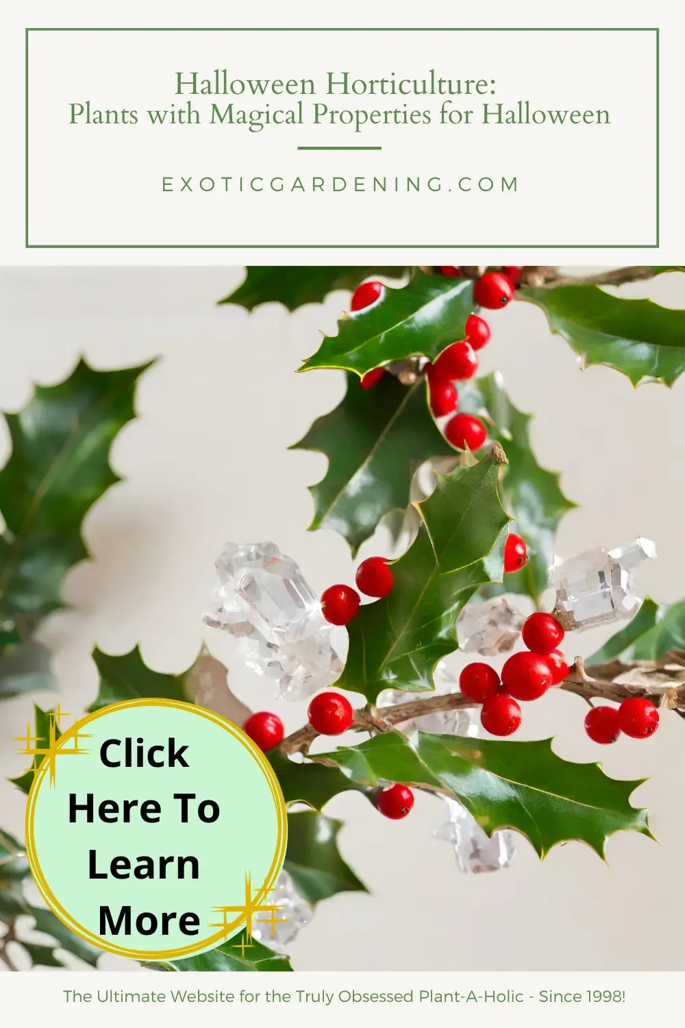 Holly Berries and Protective Crystals: A vibrant holly branch next to protective crystals, reflecting the dual purpose of holly as a guardian and a symbol of life.