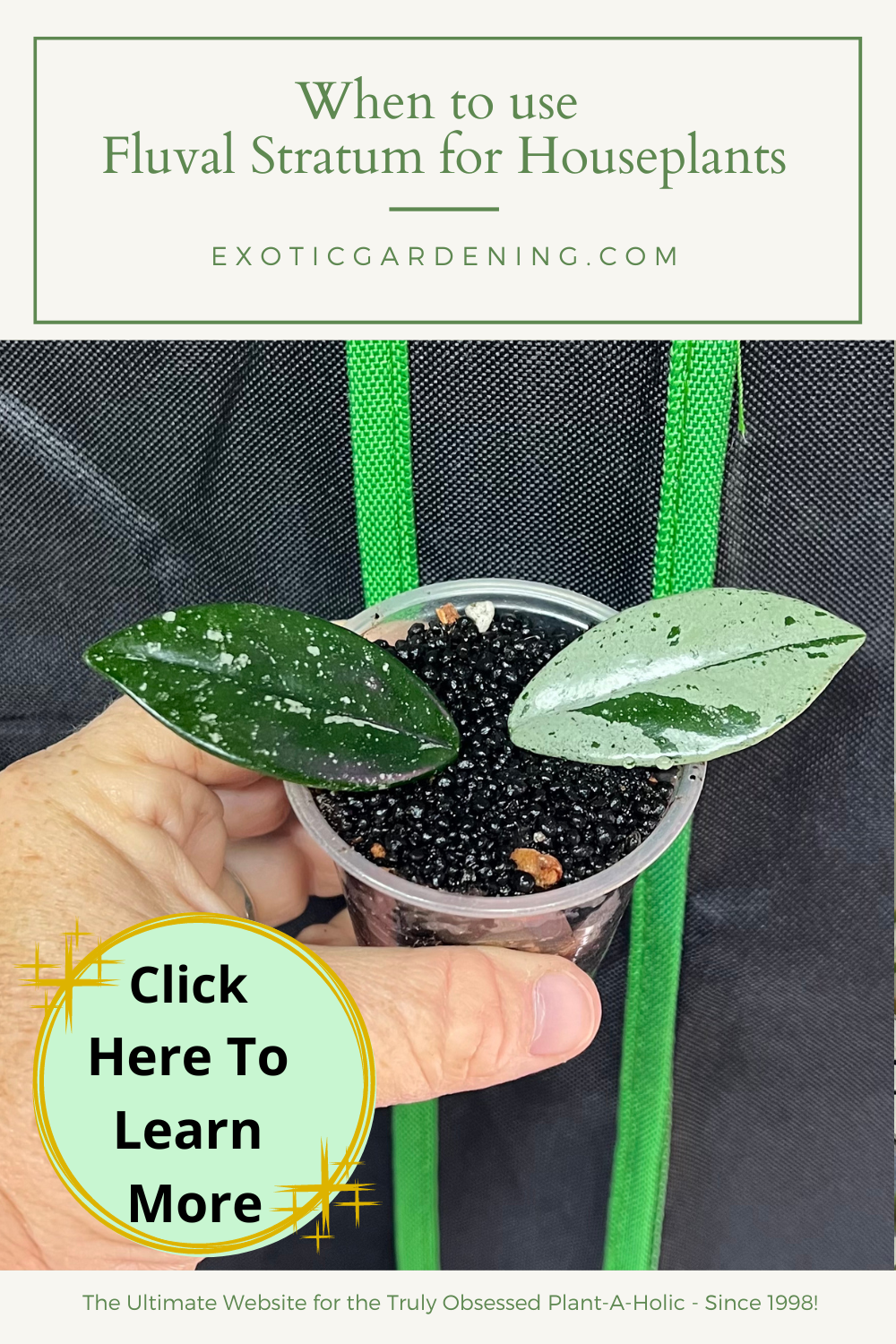 When to use Fluval Stratum for Houseplants - Exotic Gardening