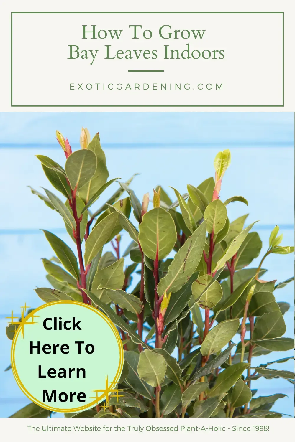 How To Grow Bay Leaves Indoors Exotic Gardening