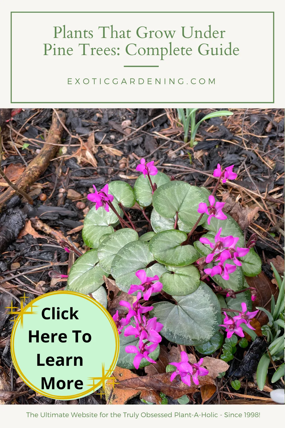 Plants That Grow Under Pine Trees Complete Guide Exotic Gardening