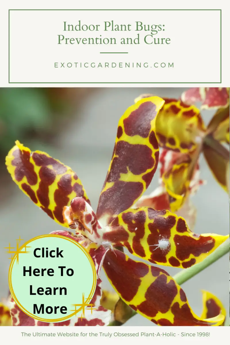 Indoor Plant Bugs Prevention and Cure Exotic Gardening