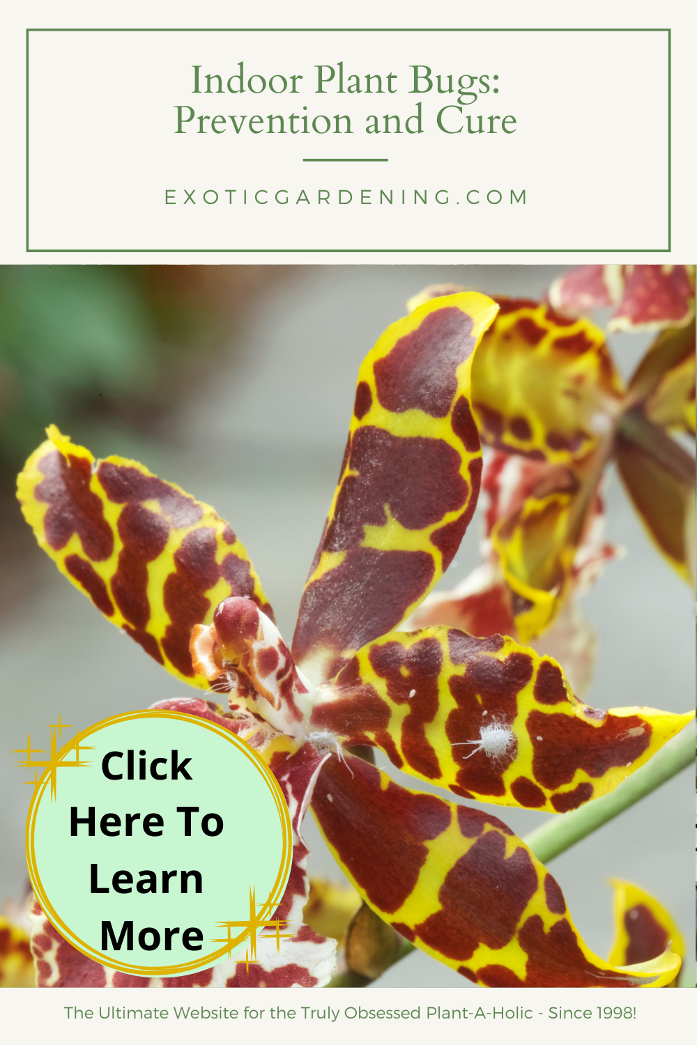 Mealybugs on an Orchid flower.