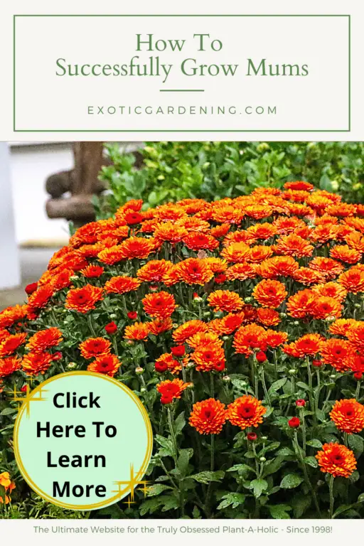 How To Successfully Grow Mums Exotic Gardening