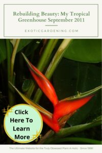 Close-up of a vibrant red Heliconia flower with lush green leaves in the background.