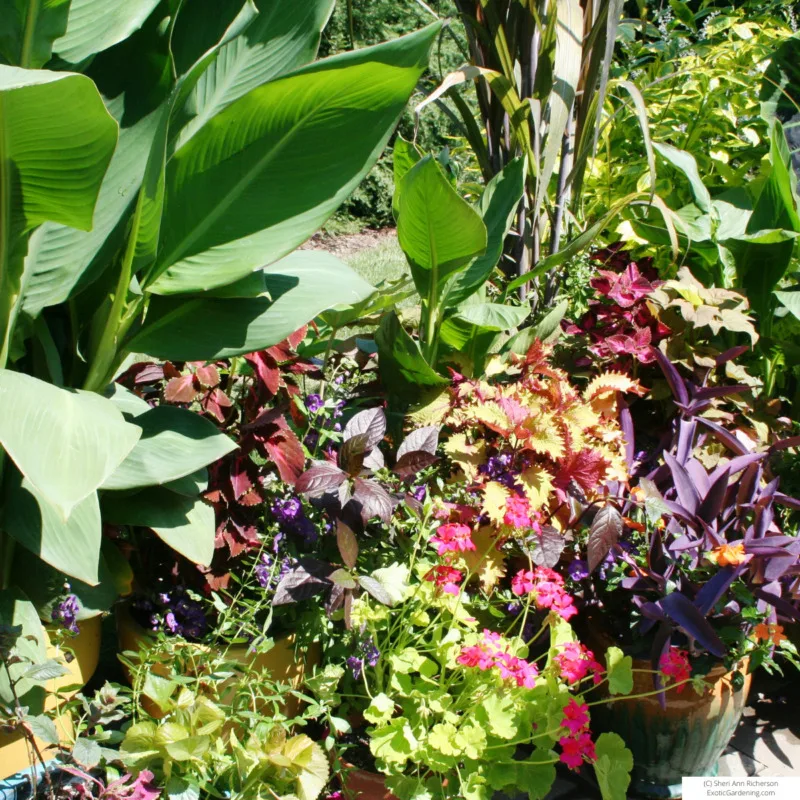 A variety of tropical plants in container culture.