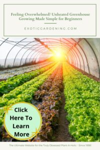 A bright, inviting greenhouse with rows of fresh green and red lettuce.