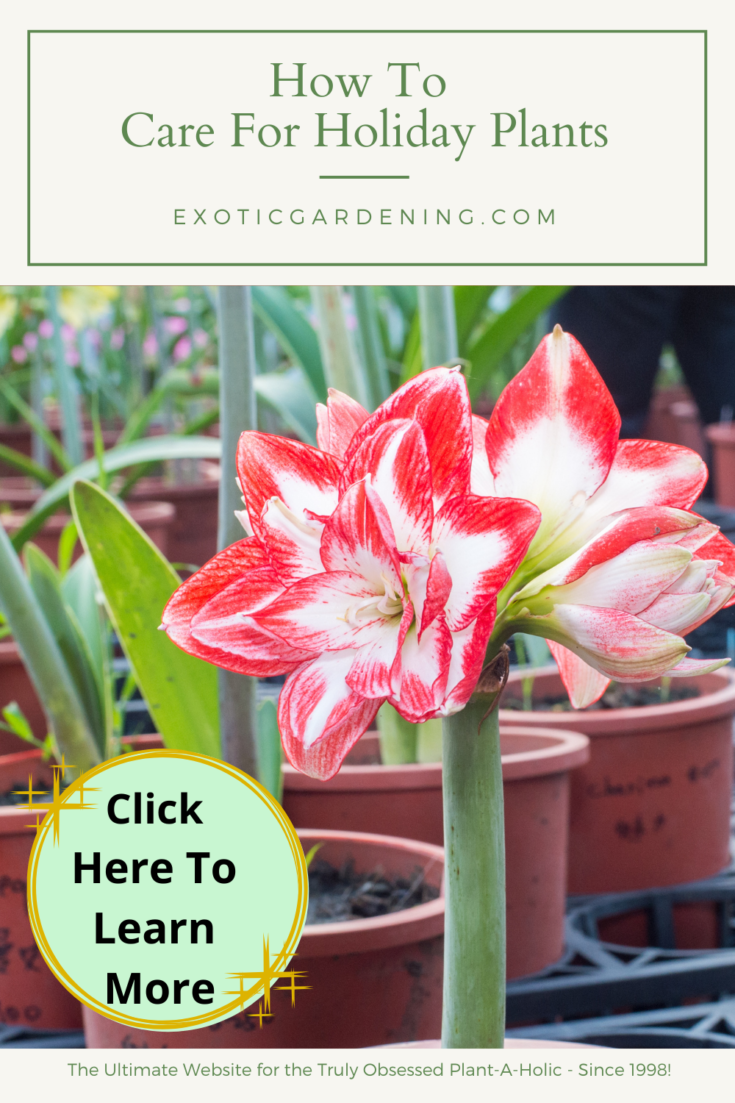 How To Care For Holiday Plants - Exotic Gardening