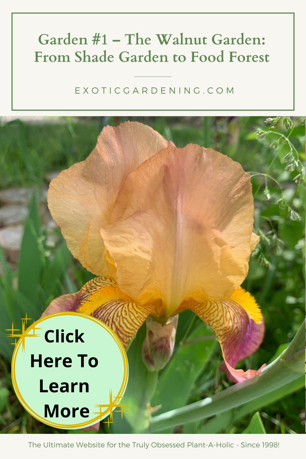 Close-up of a peach and purple bearded iris blooming in early spring sunlight.
