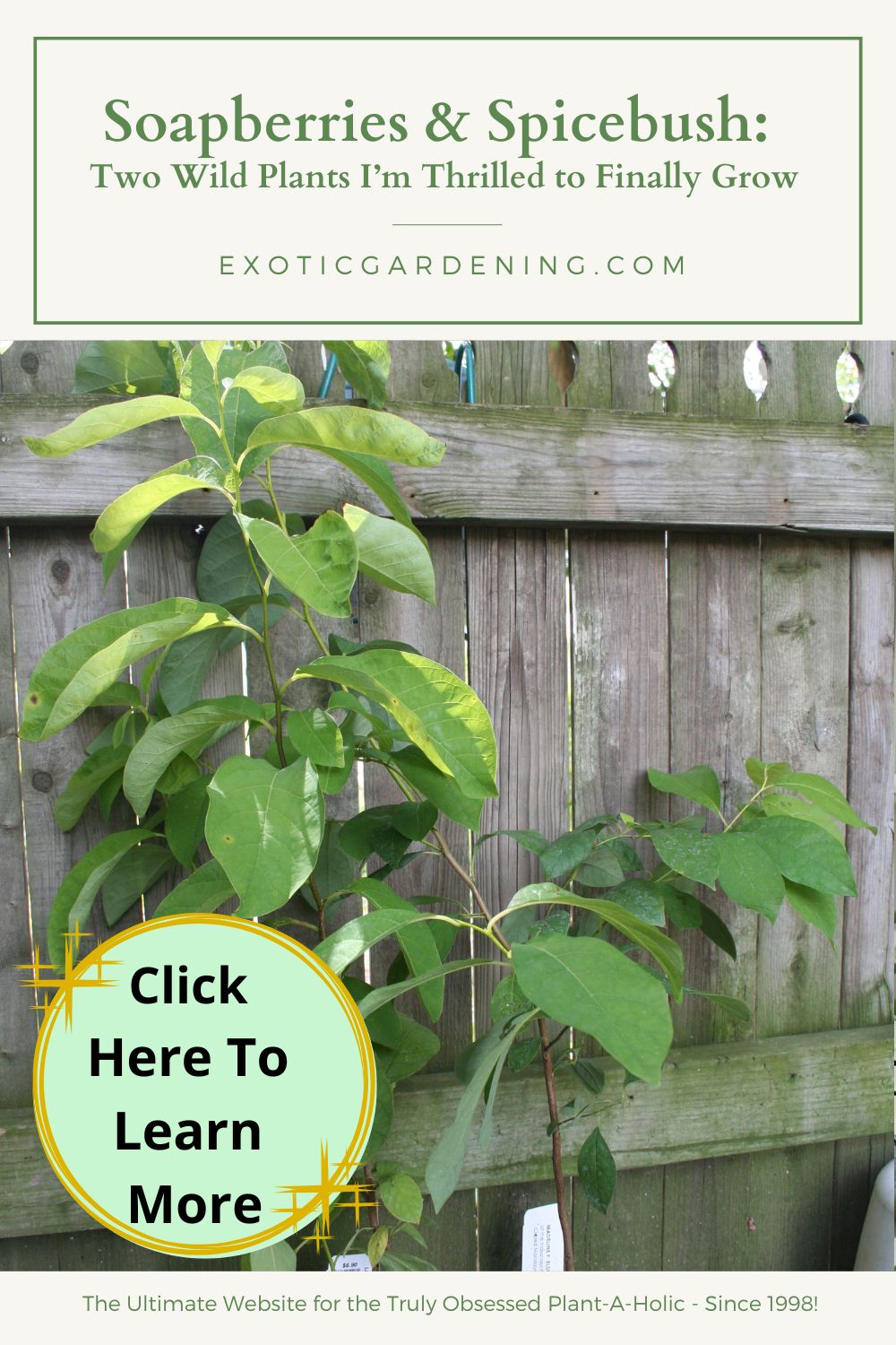 Young soapberry tree growing against a wooden fence with a clickable promo overlay.